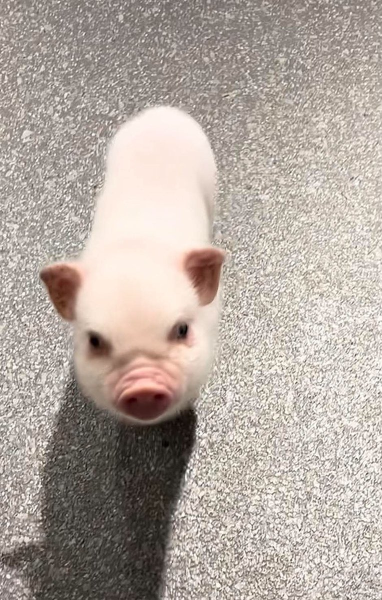 icecold_kyliee's tweet photo. 🐽 https://t.co/GFXT9od6oY