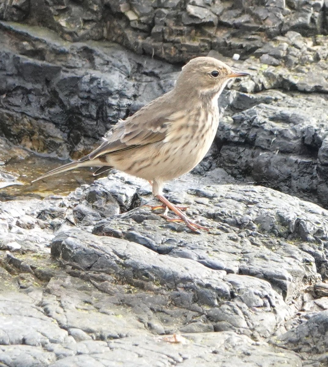 Dorset_H's tweet photo. A class find by J. McManus, American Pipit at Saltcoats Harbour. https://t.co/dpDqHzrFfn