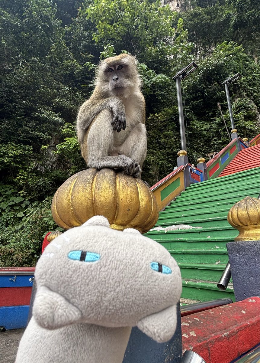 cookies_1978's tweet photo. お猿さんいっぱいいた🐒 https://t.co/frRPgrlrVc