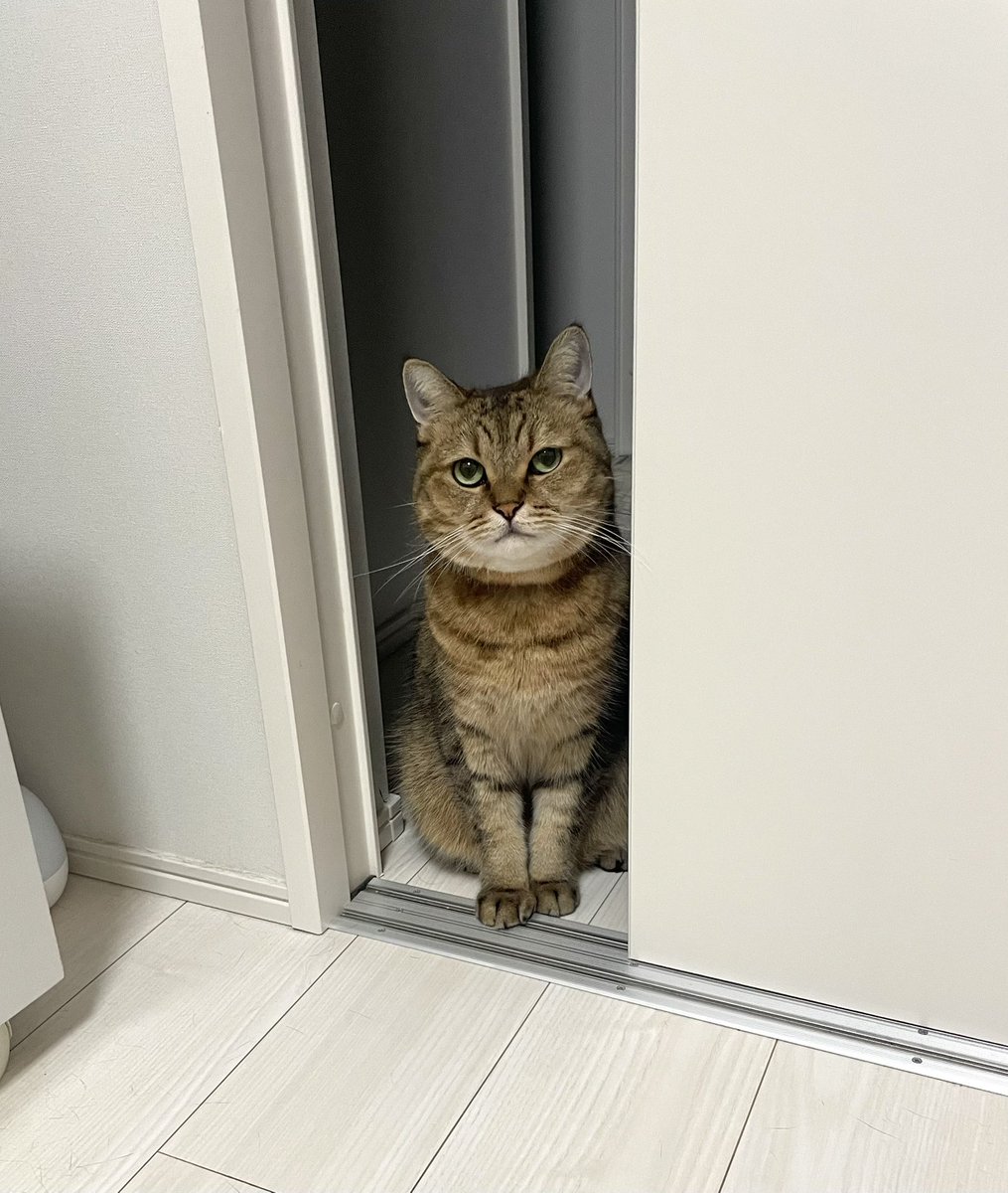 MiniraDiary's tweet photo. シルバーウィークでほぼ毎日いる飼い主に明らかに飽きてきてて笑う https://t.co/mZA17iAah5