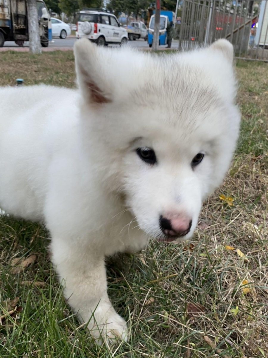 FernandeArmeb9's tweet photo. Watching my little pup grow from a wobbly 2-month-old ball of fluff to a zooming 6-month-old energy rocket—growth hits different when you love every messy milestone ， https://t.co/KvLlfoHTRz