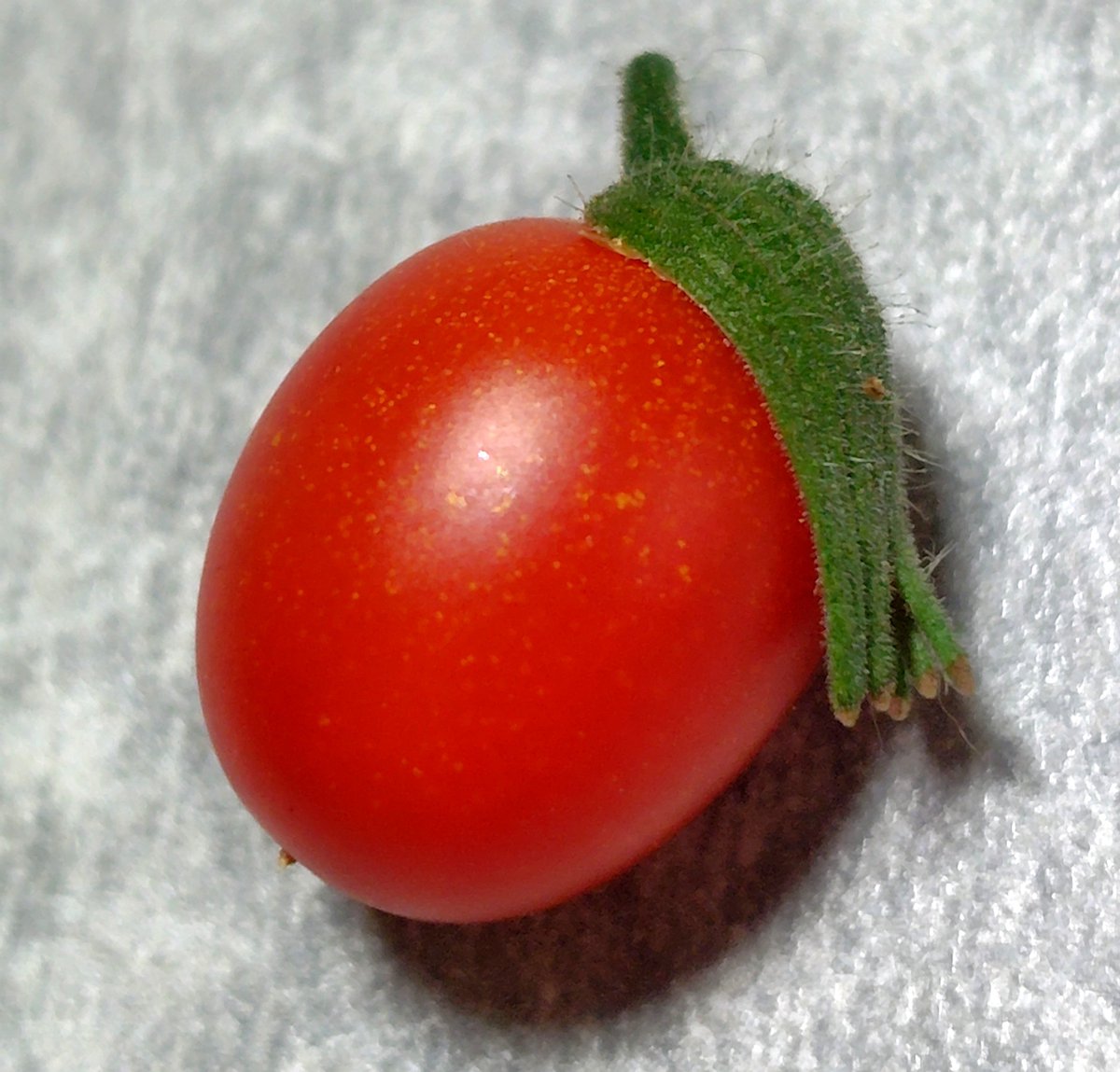 kyohneko3's tweet photo. 本日の収穫物

ミニトマト🍅
へたが花輪くんの髪型みたいで笑いました(笑)
#家庭菜園🌱 https://t.co/jHj4aAQeXy