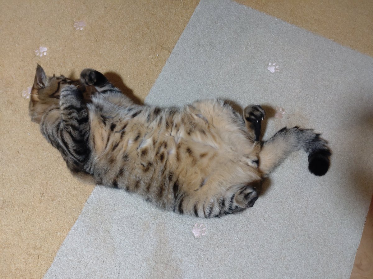 katorienu's tweet photo. なんて素晴らしいヘソ天 https://t.co/tbukmAhi4D
