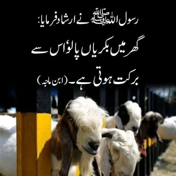ChotiSheikhni's tweet photo. نبی کریم ﷺ نے گھر میں برکت کے لیے گھر میں بکریاں پالنے کی تلقین فرمائی https://t.co/s193tXKJNd