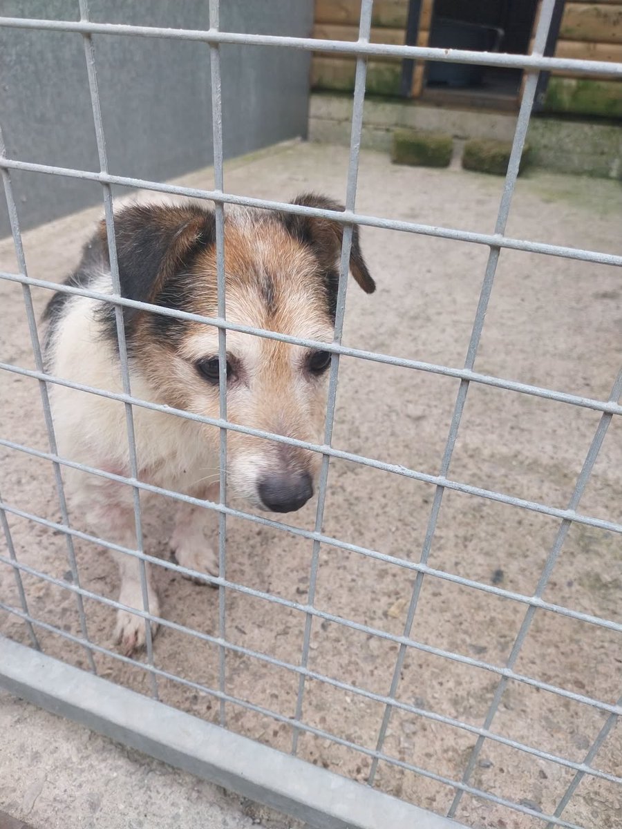 AdoptionsUk's tweet photo. Please retweet to help find a rescue shelter space or the owner or this stray/abandoned dog found #FANWORTH #BOLTON #GREATERMANCHESTER #UK  21 SEPT 26
NOW IN A COUNCIL POUND 💔💔💔
J65359 Found on St James Street, Farnworth Bolton
Dog is chipped but not up to date, no collar/tag.
Do you know this dog? If so, please call our contact the council centre on 01617932500.
Please like & share the post as every share helps! 
Original post on facebook, please also share there
https://t.co/jWXJYZtw6F
Email 👇👇👇
dogwardens@salford.gov.uk

@KatieAmess @rickygervais @JaneFallon @DogLostUK @MissingPetsGB @millypod1 @scanme_tukslaw @Tukslaw_scanme #dogs #JackRussell #JRT #Rescuedogs #adoptdontshop @rosiedoc #dogs #pets #England #Manchester #Salford