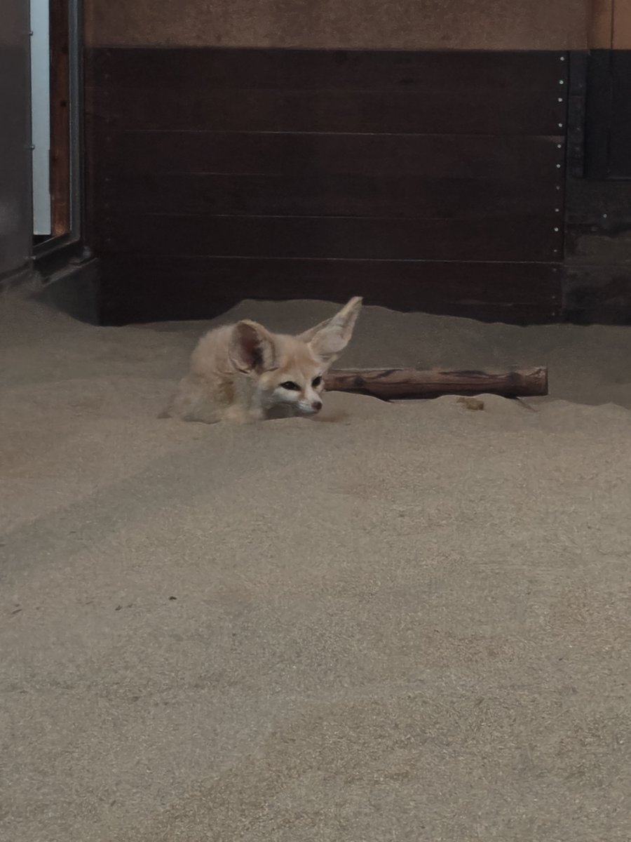 Clev_ucg's tweet photo. フェネック、可愛すぎるだろ
なにこの生き物は...
撮りまくったわ。

#アクアマリンふくしま https://t.co/HFoPk5oTHb