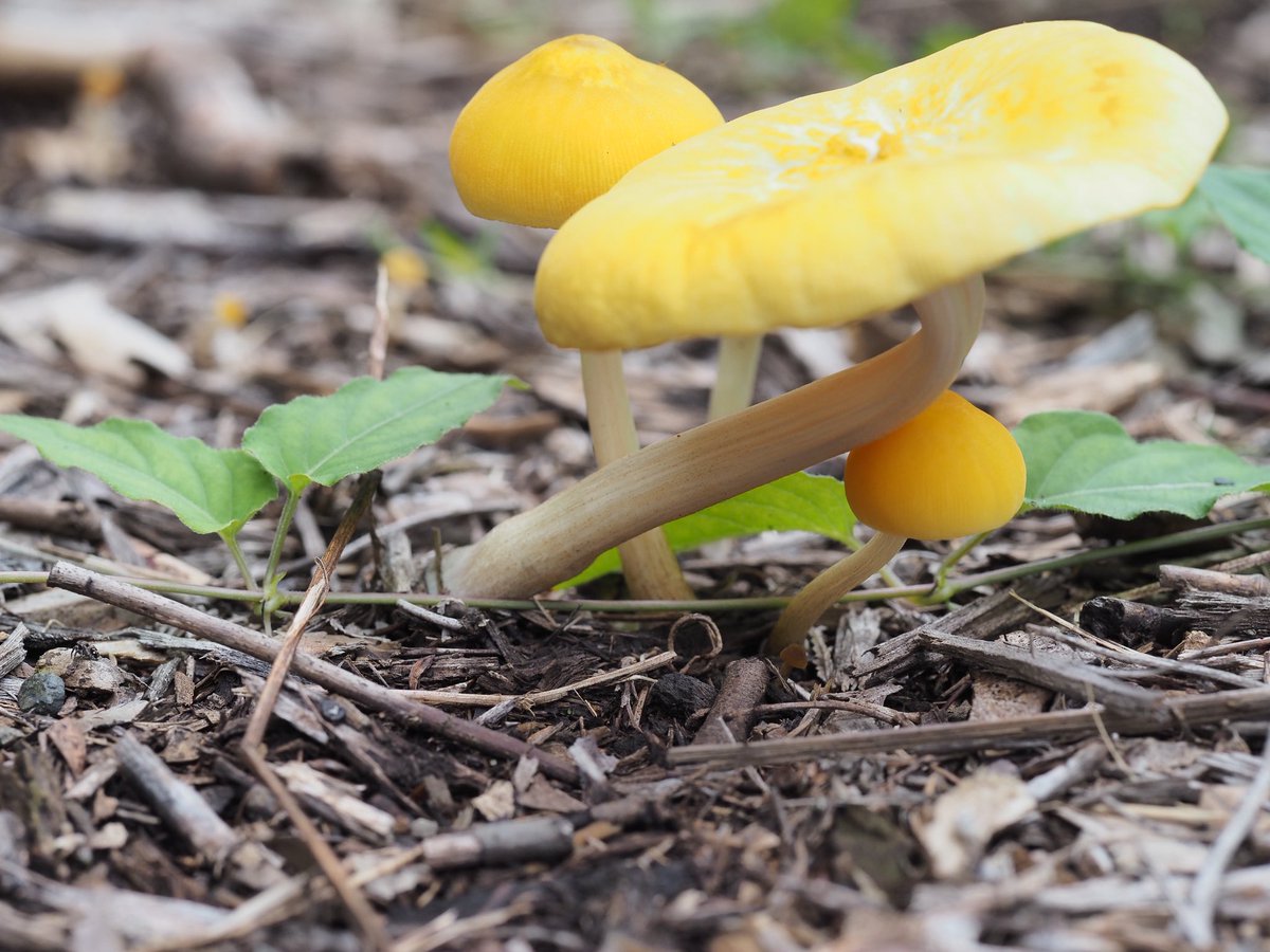 mieti_3's tweet photo. きのこ🍄　#昭和記念公園　#PENF #60macro #きのこ https://t.co/g94zDhRs6j