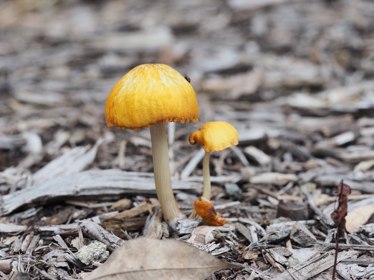 mieti_3's tweet photo. きのこ🍄　#昭和記念公園　#PENF #60macro #きのこ https://t.co/g94zDhRs6j