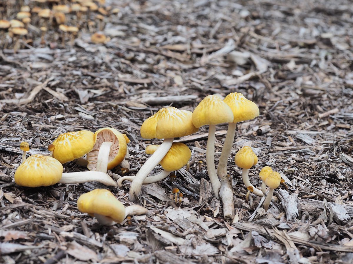 mieti_3's tweet photo. きのこ🍄　#昭和記念公園　#PENF #60macro #きのこ https://t.co/g94zDhRs6j