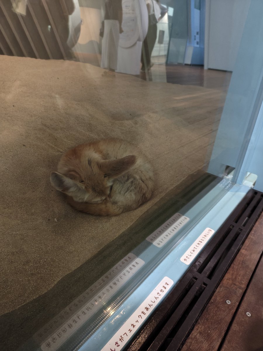 Clev_ucg's tweet photo. フェネック、可愛すぎるだろ
なにこの生き物は...
撮りまくったわ。

#アクアマリンふくしま https://t.co/HFoPk5oTHb
