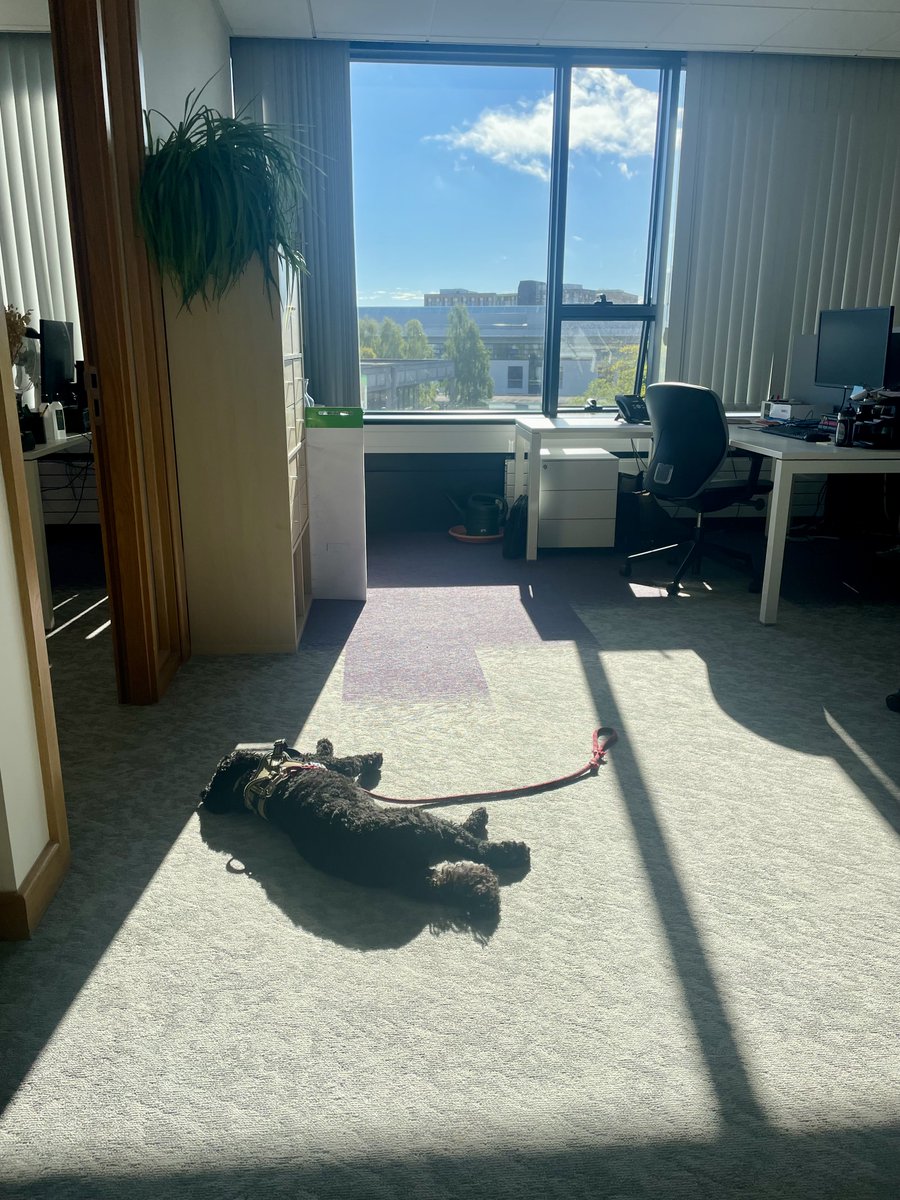 ucdpolitics's tweet photo. We have an extra helper on site to get us through another busy week! 🐶🐾

🗓️ Wed 23: SPIRe Seminar by Prof Aidan Regan https://t.co/ML5GoKXSEE

🗓️ Thu 24:
• Final Master's grades released (2025–26 cohort)
• Internship Workshop for current Master's students (4 pm) https://t.co/so61x07RJd