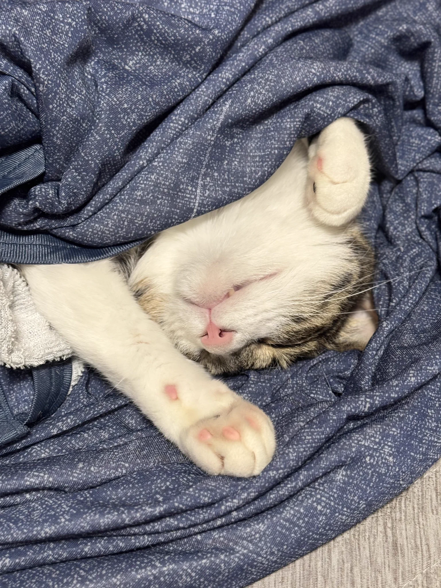 ぎんのねこ (@ginnonekoch) / X