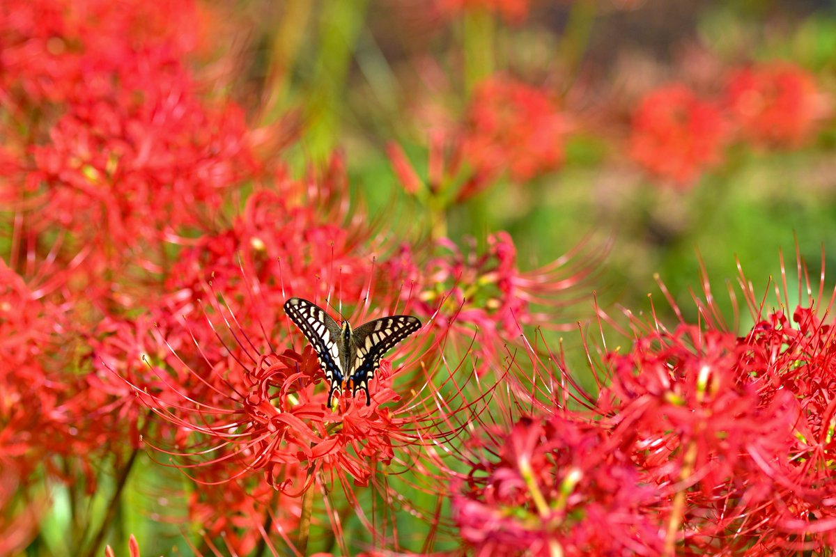 nikonfiiit416's tweet photo. 風に揺られるアゲハチョウ、なかなか同じ所にとどまってくれずに、あちこちの彼岸花でつまみ食い…！ https://t.co/g6GcgBPUNt