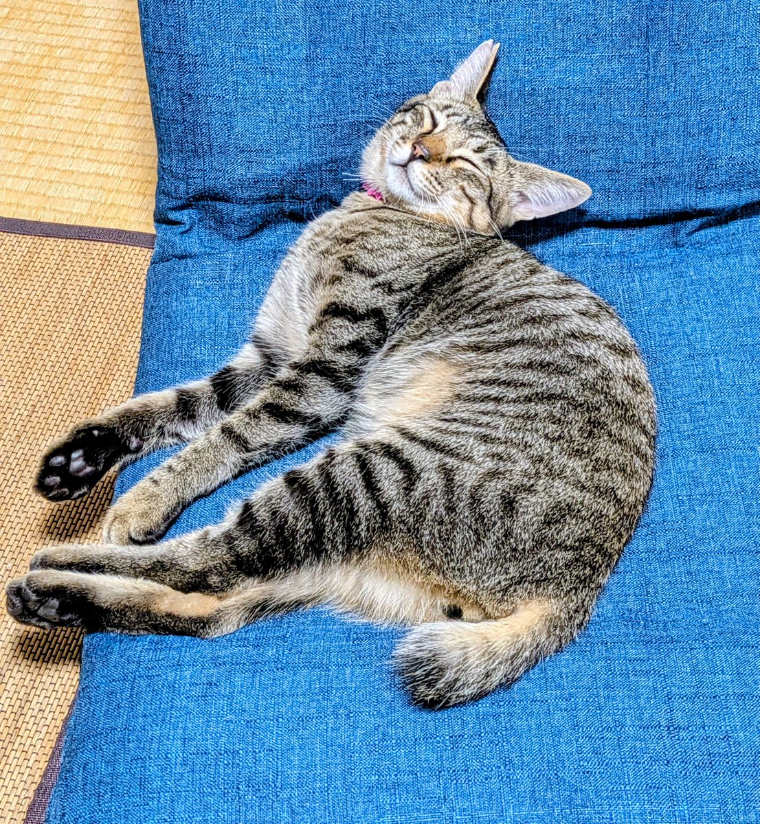 Konan2000's tweet photo. 1ヶ月前くらいに、うちの猫が連れてきた子猫が私の座を乗っ取りました。。。
#猫 https://t.co/aGlgeYEfYr
