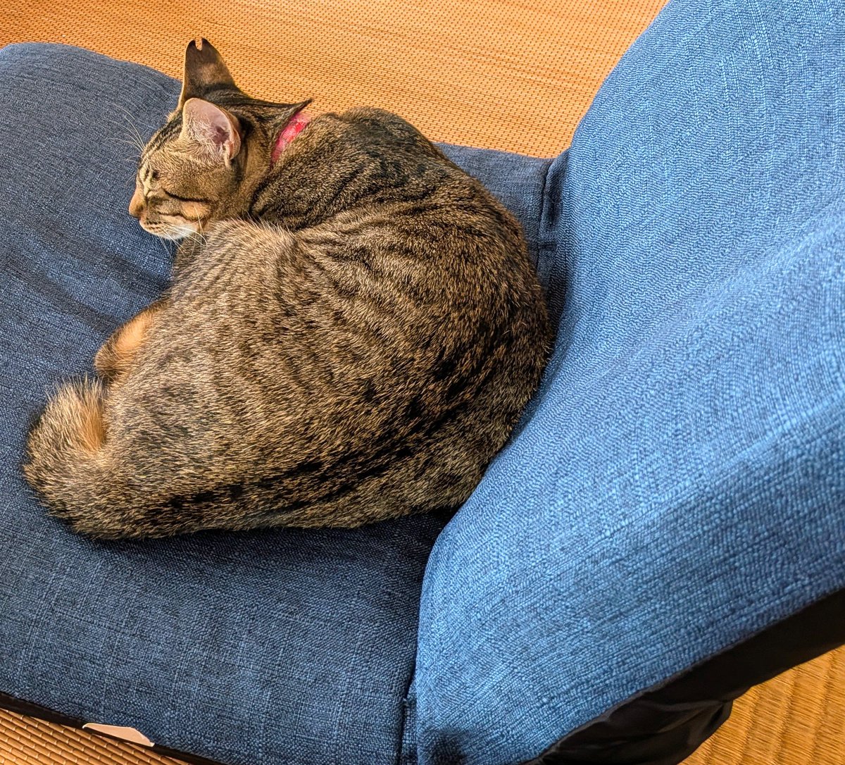 Konan2000's tweet photo. 1ヶ月前くらいに、うちの猫が連れてきた子猫が私の座を乗っ取りました。。。
#猫 https://t.co/aGlgeYEfYr