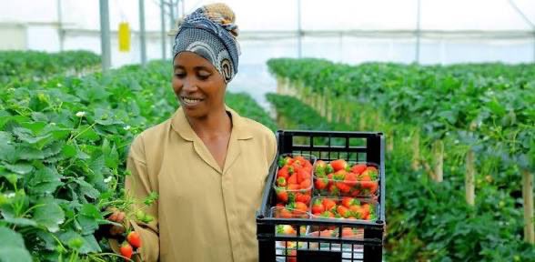 ETEmbassyJIB's tweet photo. L’Éthiopie transforme son agriculture en richesse industrielle. Investissez dans nos pôles agro-industriels en plein essor et bénéficiez d’exonérations douanières ainsi que de vastes terres arables. L’avenir de l’alimentation se trouve ici. #InvestirEnÉthiopie #AgroIndustrie https://t.co/NsnDN16Q5Z