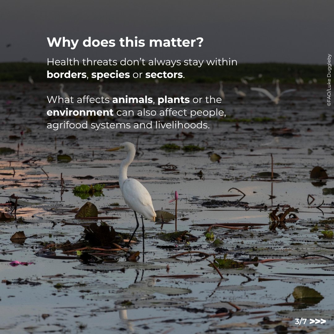 FAO's tweet photo. People, animals, plants and ecosystems are closely connected.

A #OneHealth approach brings together public, animal, plant and environmental health, food safety and agrifood systems to tackle shared threats.

@FAO, @WHO, @UNEP &amp; @WOAH work together to advance it. https://t.co/pWJWPqH2iX