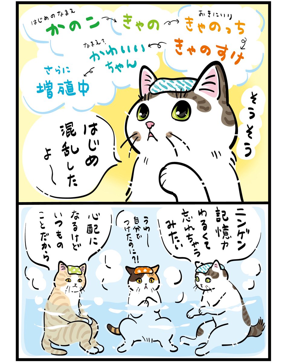 mojugiso's tweet photo. お名前なあに？♨️
ねこゆ再掲です
　
#ねこゆ　#猫湯 https://t.co/rInkUFqAWW
