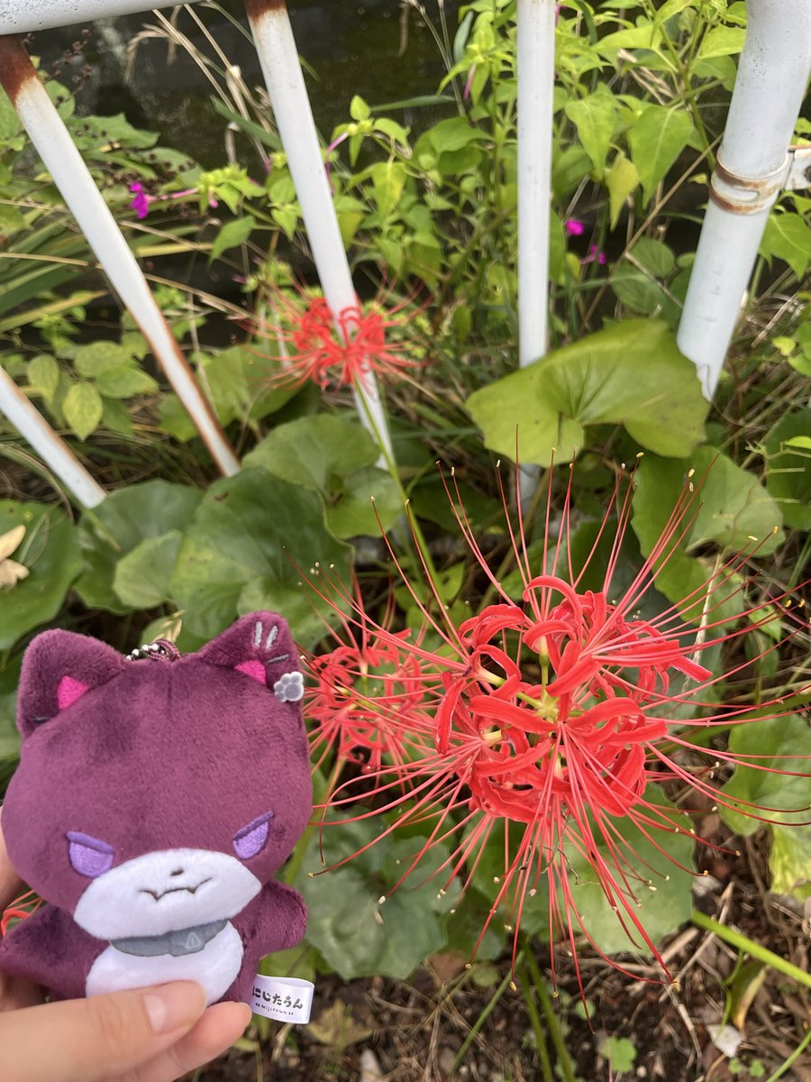 frill_gather's tweet photo. おさんぽ https://t.co/Y8OhIBPKVu