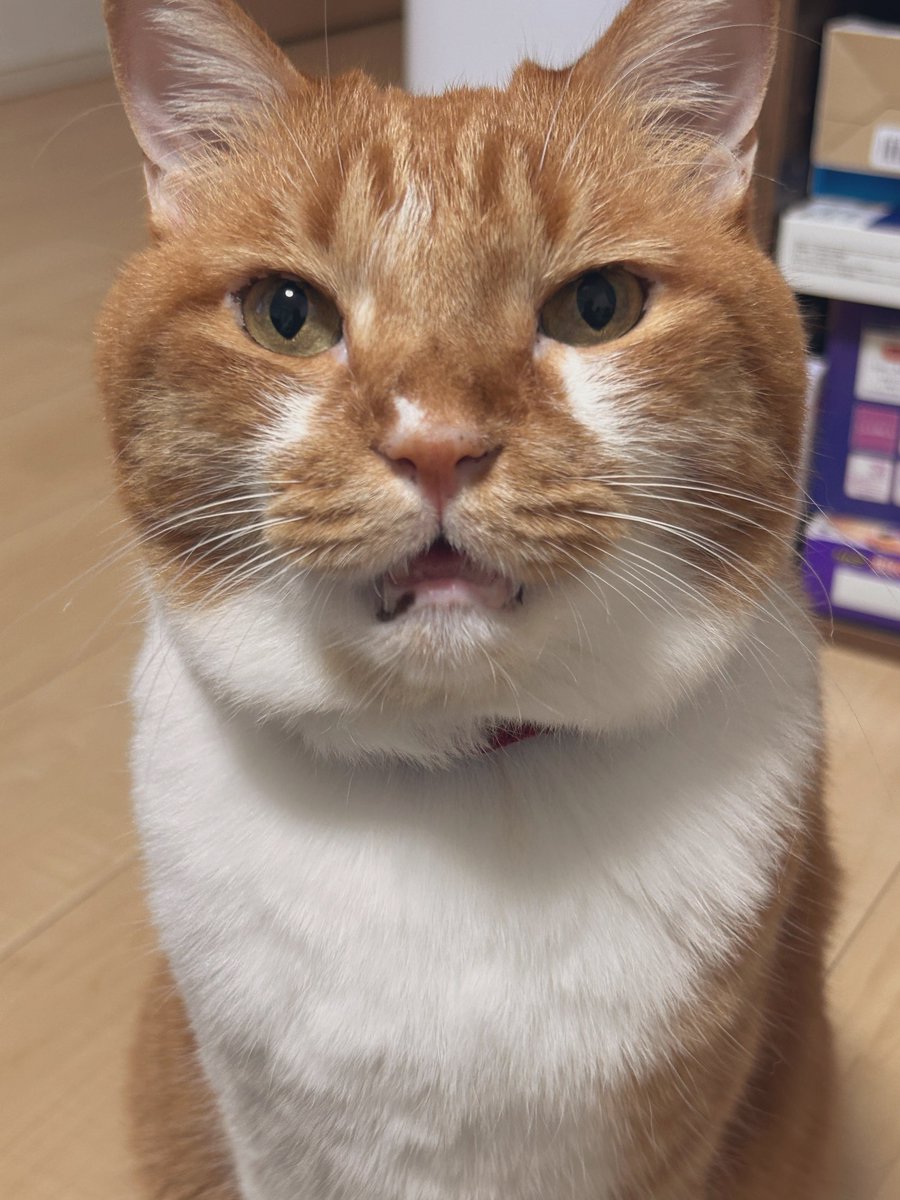 gomataroM's tweet photo. 俺はお留守番したんだぞと誇らしげな丸き顔の獣 https://t.co/LOlhnO11Uw