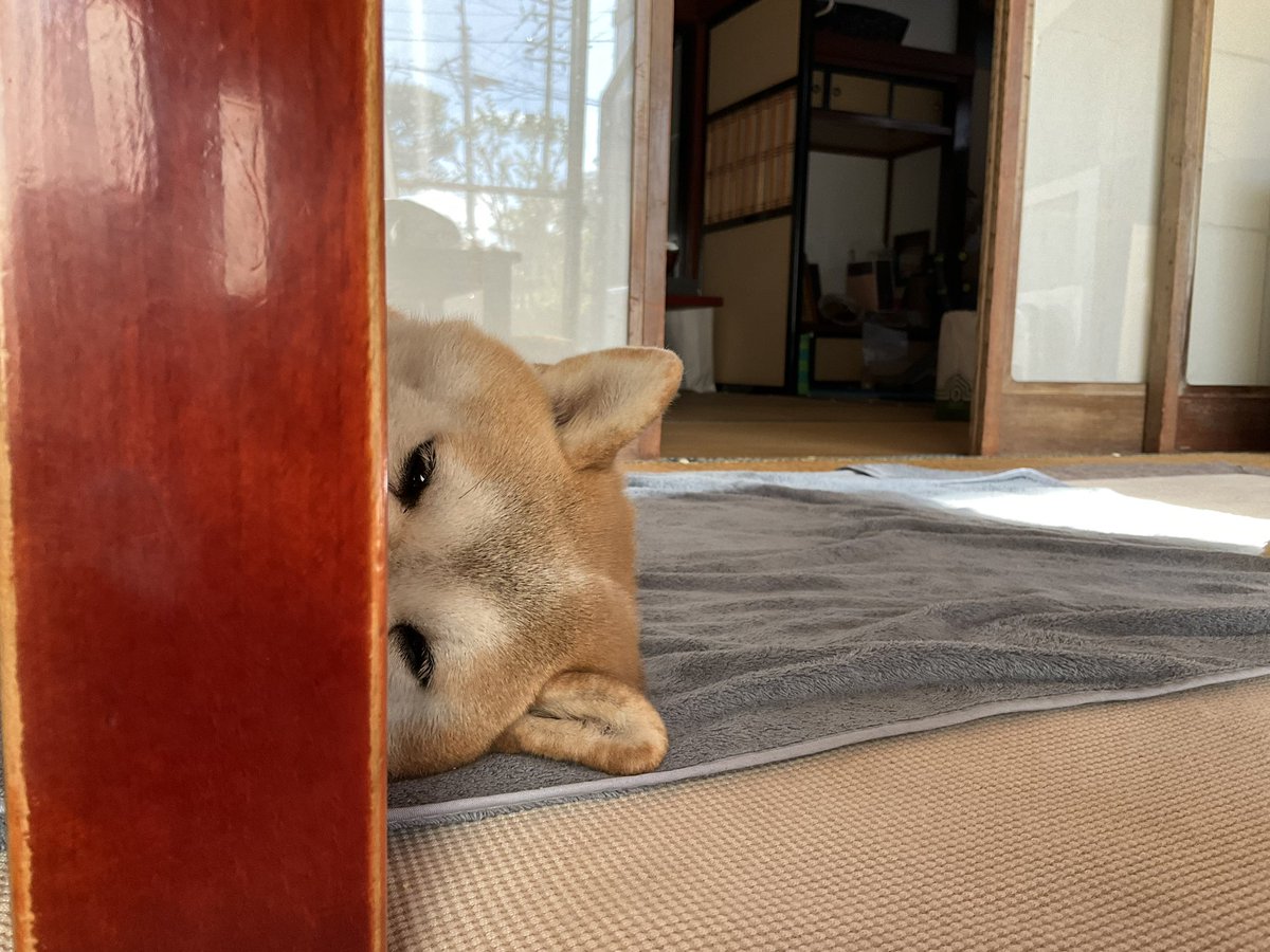 GMJpaCSCbuIDYDw's tweet photo. 長い文章書いて直してをくりかえして
ようやく納得のいった文章ができたのに
「保存」のすぐ脇に
「変更前に戻す」という悪魔のボタンが有るおかげで
一瞬で18時の段階に戻った獣
戻すを戻すボタン付けてくださいYOUTUBE君。 https://t.co/3xiGLk2fWC