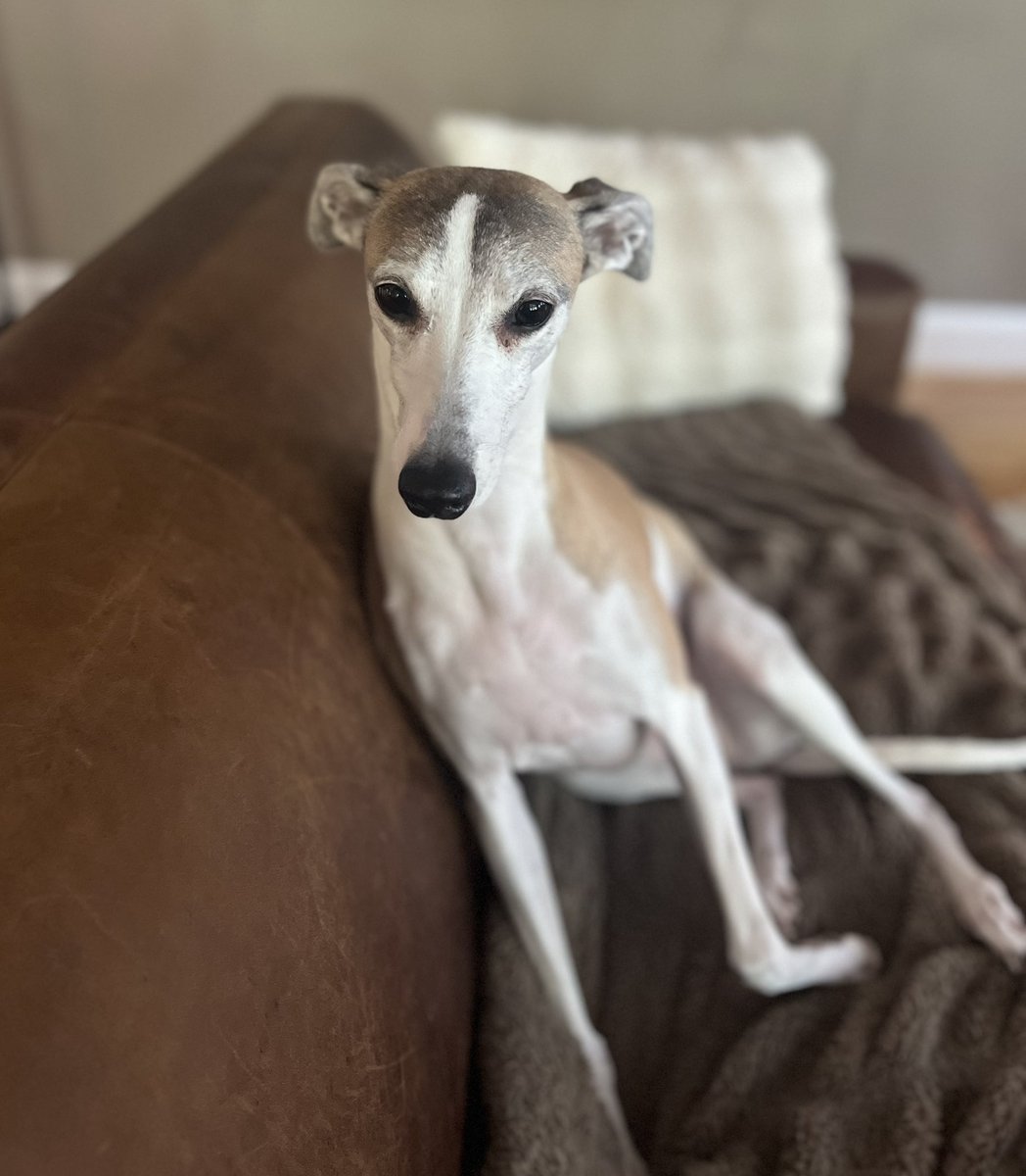 CoraTheWhippet's tweet photo. We all need something to smile at. 😊 

So let’s get a chain of pet photos going! 📸 

Me first… https://t.co/SKE4h2TjOQ