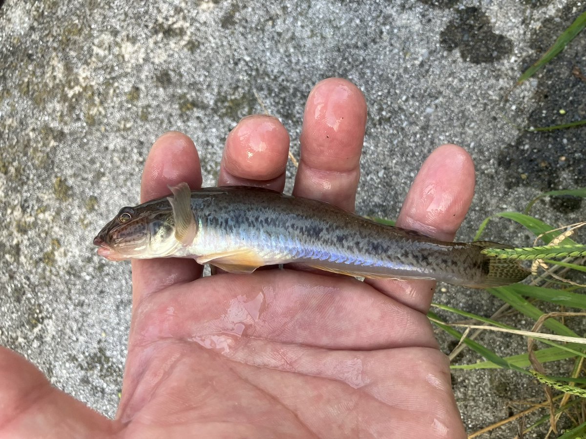jiro360's tweet photo. ようやく晴れたので
さっそく釣りに〜

良型ハゼとセイゴを
ナイスキャッチ
あと
珍し外道のカメが
掛かった https://t.co/C1myvkXmjH