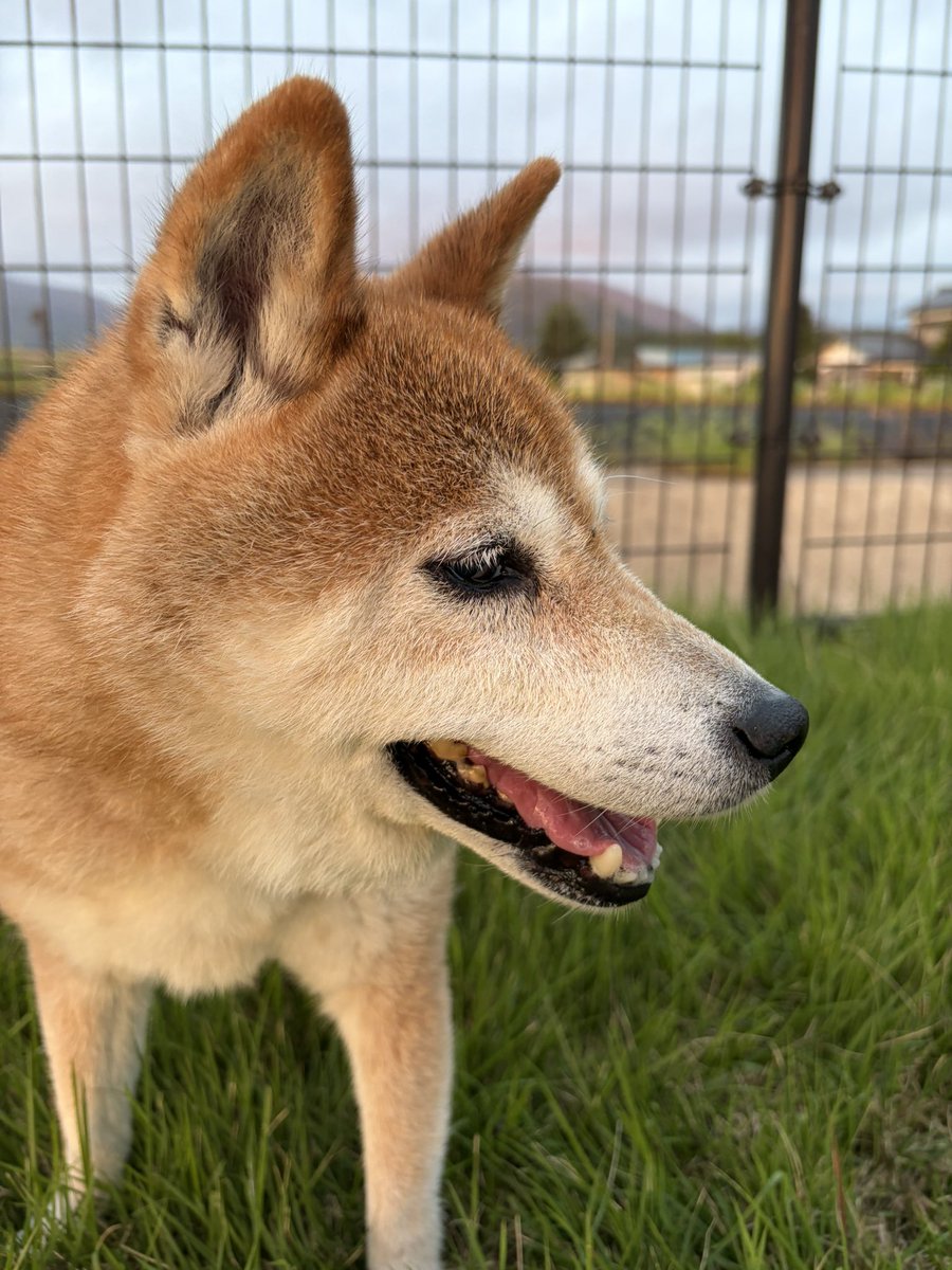 ao_ken916's tweet photo. 飼ってる柴犬のみるきーと出かけました。

ドッグランのある道の駅でしたが、ドッグランいっぱいで入れず仕方なく芝生の広場を散歩🐕

僕もみるきーもゆっくりできました。

#柴犬のいる暮らし https://t.co/yqlGkTMqq3