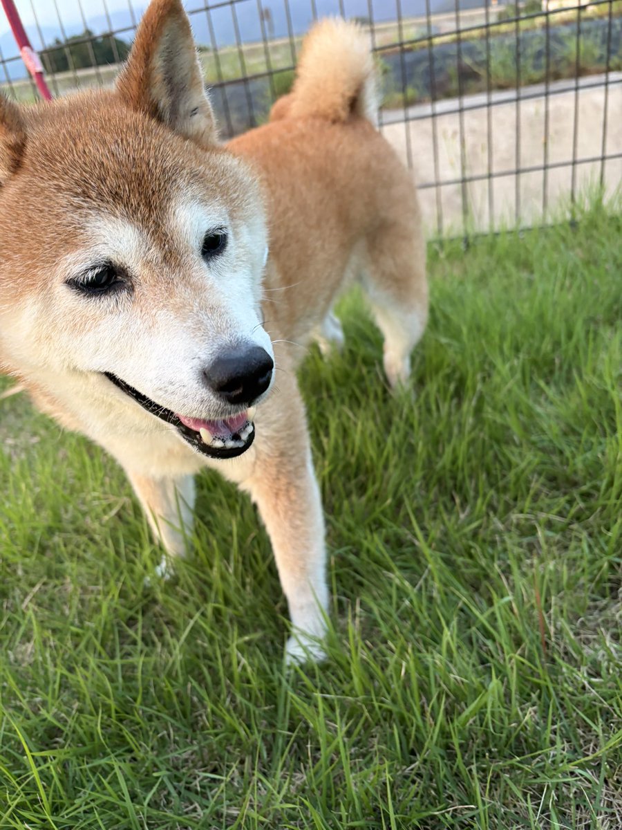 ao_ken916's tweet photo. 飼ってる柴犬のみるきーと出かけました。

ドッグランのある道の駅でしたが、ドッグランいっぱいで入れず仕方なく芝生の広場を散歩🐕

僕もみるきーもゆっくりできました。

#柴犬のいる暮らし https://t.co/yqlGkTMqq3