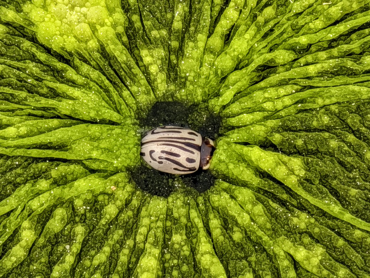 Siva_Bharani's tweet photo. What I see π
What I shoot
#ShotOnPixel #TeamPixel
#Pixel11ProXL #NoEdit
Yes naan pixel 11 pro xl 512 model ku upgrade aagiten π
Note: andha ladybug π ah save panniyachu π―π
1. 1x
2. 5x
3. 10x
4th image is 34x thereby pro zoom / image gen stuff by AI https://t.co/xkzbW53vnr