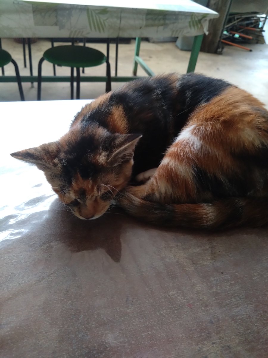 is00152065's tweet photo. お昼寝猫ちゃん！ https://t.co/aJh1Z3EKG6