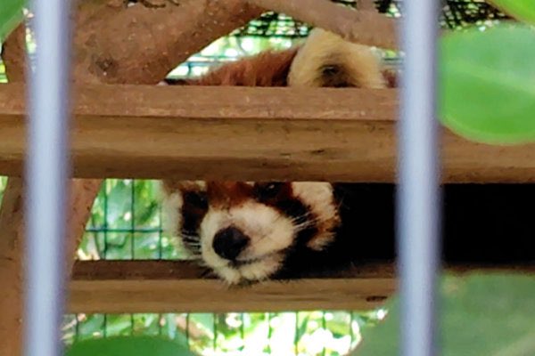rodpanda21's tweet photo. レッドパンダ 🍎
明登（メイト）さん
市川市動植物園
ケージ

#lesserpanda #redpanda #レッドパンダ #小熊貓 #シセンレッサーパンダ #レッサーパンダ 
#動物園 #動物 #animal #zoo #動物写真好きな人と繫がりたい #動物好きな人と繫がりたい #動物が好き #レッサーパンダが好き 
#市川市動植物園 

✈️ https://t.co/6HjjdZ1R61