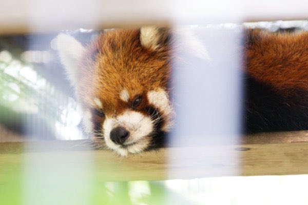 rodpanda21's tweet photo. レッドパンダ 🍎
明登（メイト）さん
市川市動植物園
ケージ

#lesserpanda #redpanda #レッドパンダ #小熊貓 #シセンレッサーパンダ #レッサーパンダ 
#動物園 #動物 #animal #zoo #動物写真好きな人と繫がりたい #動物好きな人と繫がりたい #動物が好き #レッサーパンダが好き 
#市川市動植物園 

✈️ https://t.co/6HjjdZ1R61