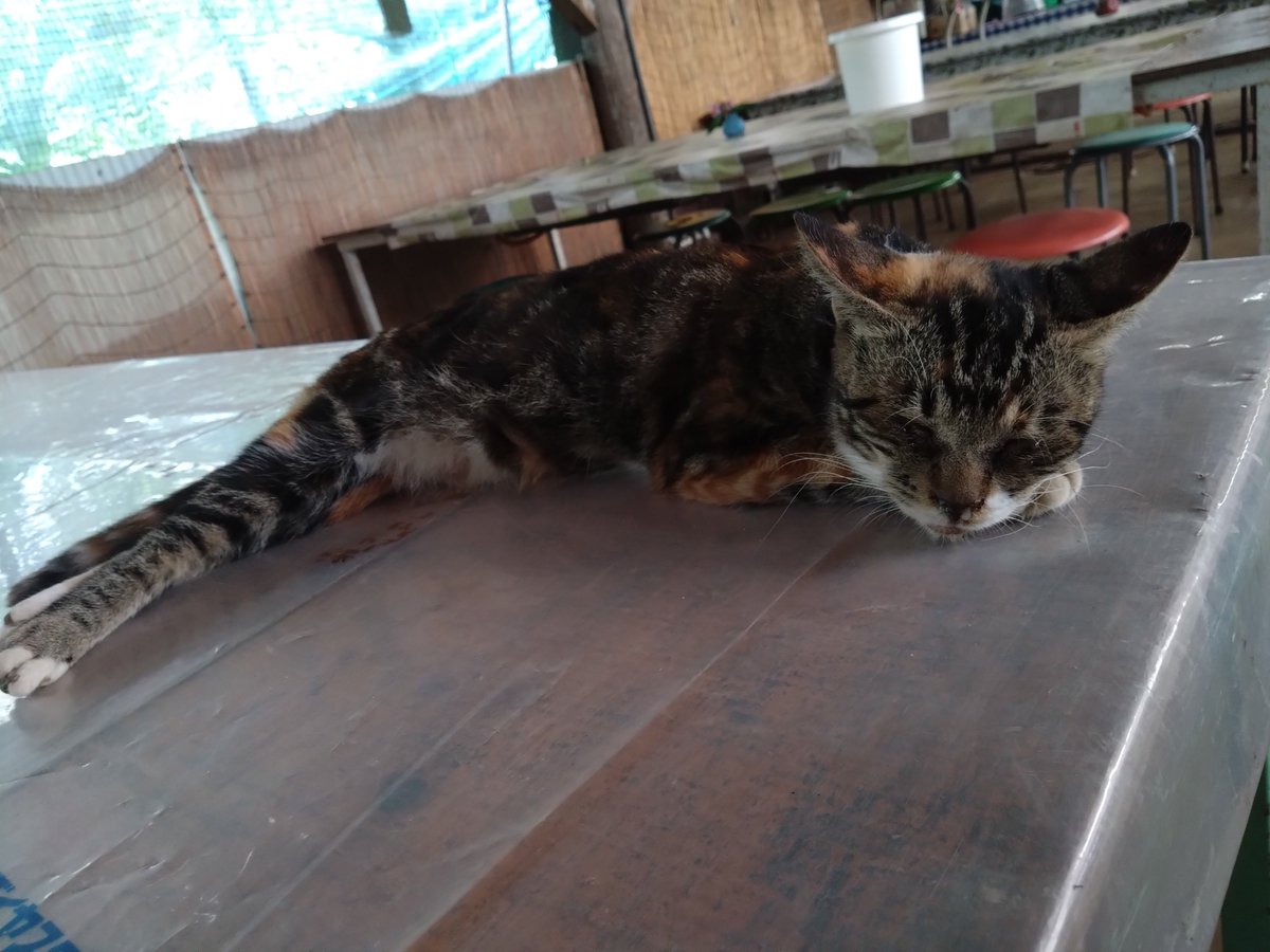 is00152065's tweet photo. お昼寝猫ちゃん！ https://t.co/aJh1Z3EKG6