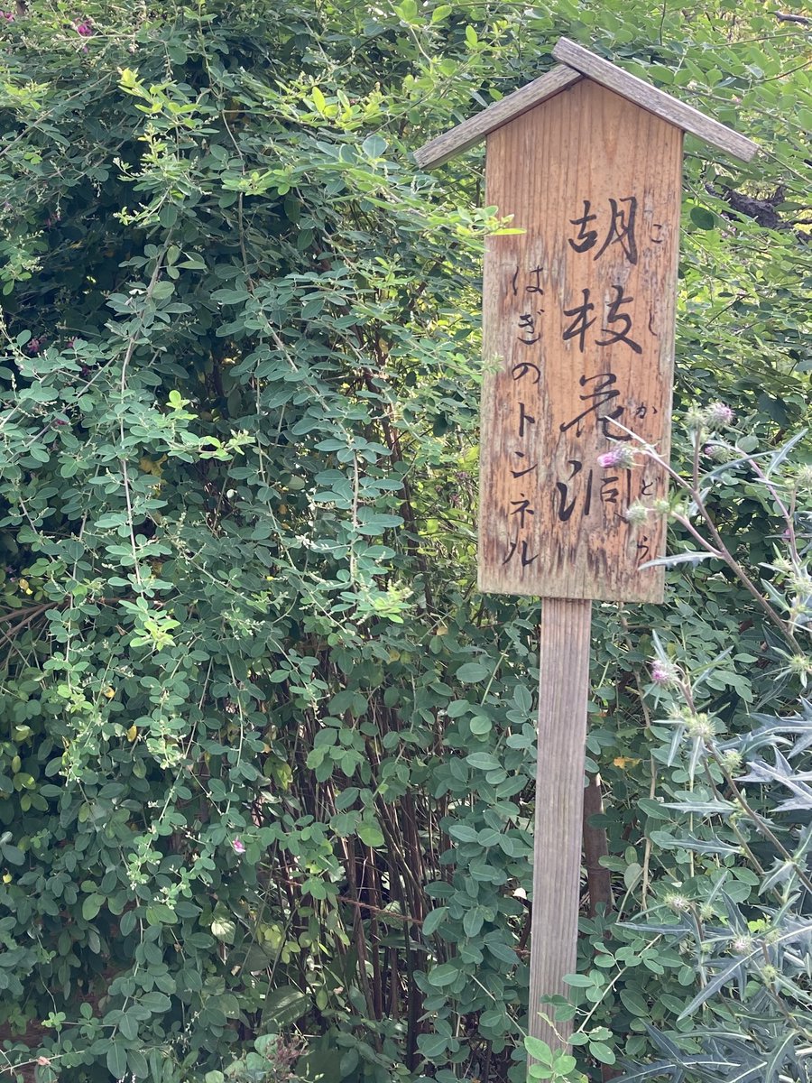 nameko__orosi's tweet photo. 🦉「相変わらず大きいですね…スカイツリーを見ると春高東京予選を思い出します…あ、皆さんこんにちは。シルバーウィークいかがお過ごしですか」

🦉「本日は向島百花園に来ています」

🦉「萩のトンネルが見所らしいです。今はまだ五分咲きとのことですが可愛らしい花がチラホラ」

#アカアシ散歩 https://t.co/31eESr6MQG