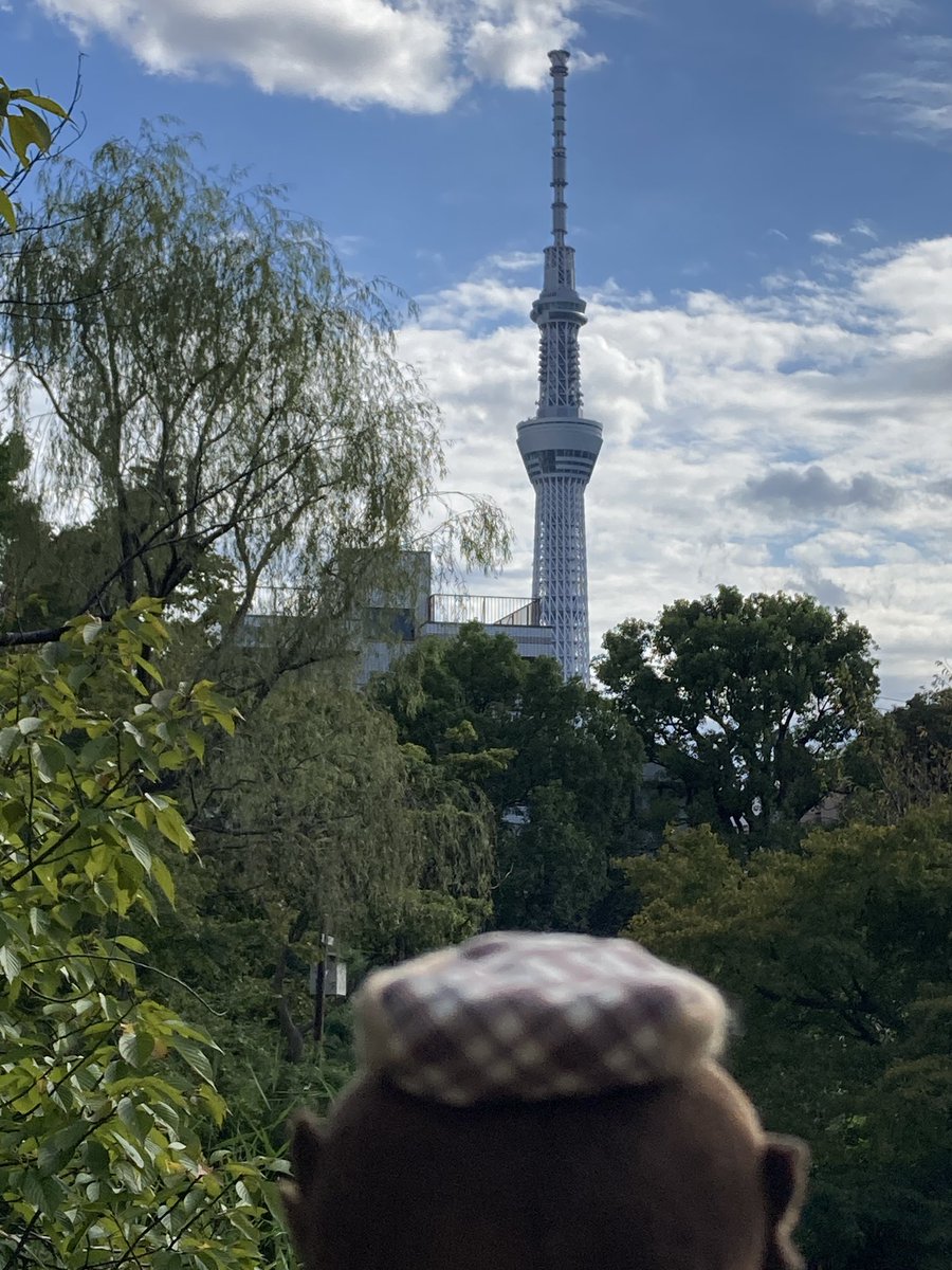 nameko__orosi's tweet photo. 🦉「相変わらず大きいですね…スカイツリーを見ると春高東京予選を思い出します…あ、皆さんこんにちは。シルバーウィークいかがお過ごしですか」

🦉「本日は向島百花園に来ています」

🦉「萩のトンネルが見所らしいです。今はまだ五分咲きとのことですが可愛らしい花がチラホラ」

#アカアシ散歩 https://t.co/31eESr6MQG
