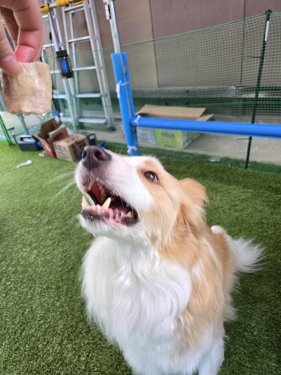 Luca0104border's tweet photo. 今日はBBQしました✨ https://t.co/aByrAlbeim