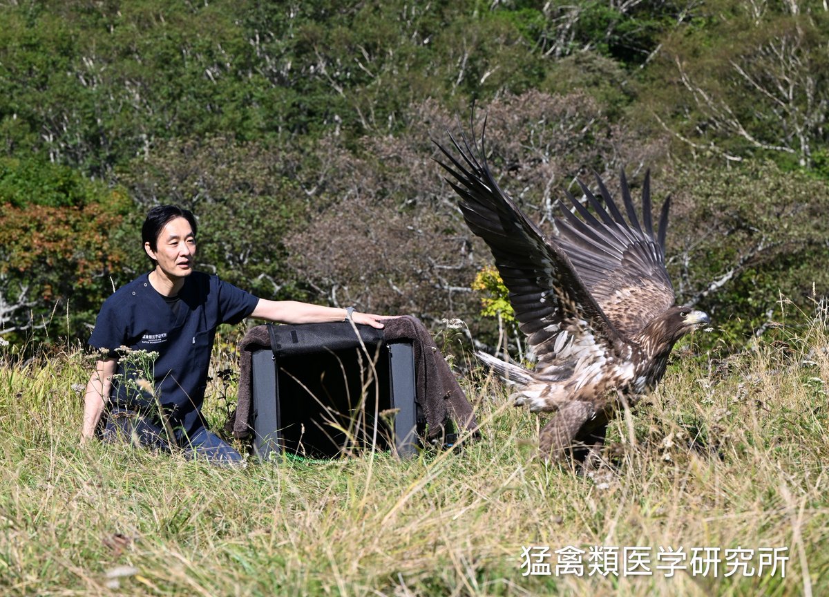 raptor_biomed's tweet photo. 知床半島で野生復帰させたオジロワシの幼鳥は、その日のうちに半島を横断し、知床国立公園の特別保護地区で活発に活動しています。海岸や河口部は餌が比較的豊富なので、順調に自活してくれることを期待しています。

#オジロワシオオワシ保護増殖事業 #釧路湿原野生生物保護センター #猛禽類医学研究所 #見守っているよ