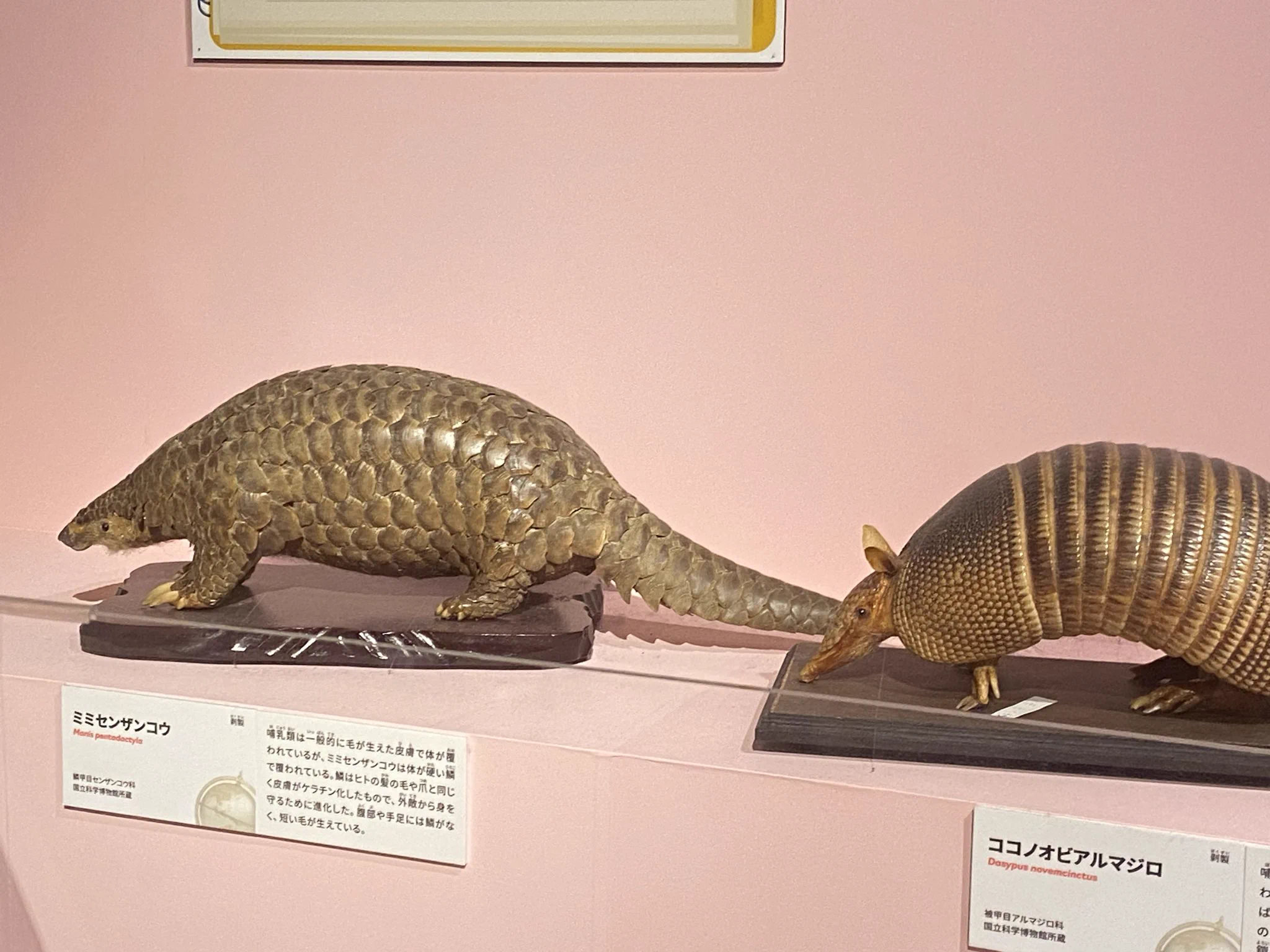 アルマジロ剥製 置物 インテリア 置き物 哺乳類 被甲目 標本 オブジェ 珍獣 マサムネ(あつ森はアジア島) on X: 