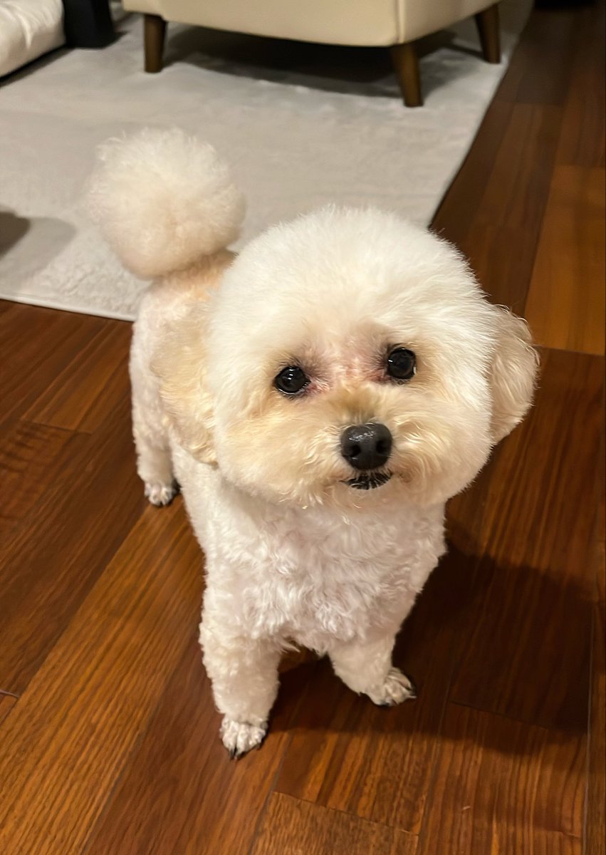 kaodekayun's tweet photo. なんか昼と夜で顔違くない？？
#トイプードル
#犬のいる暮らし https://t.co/PceAYQpjYI