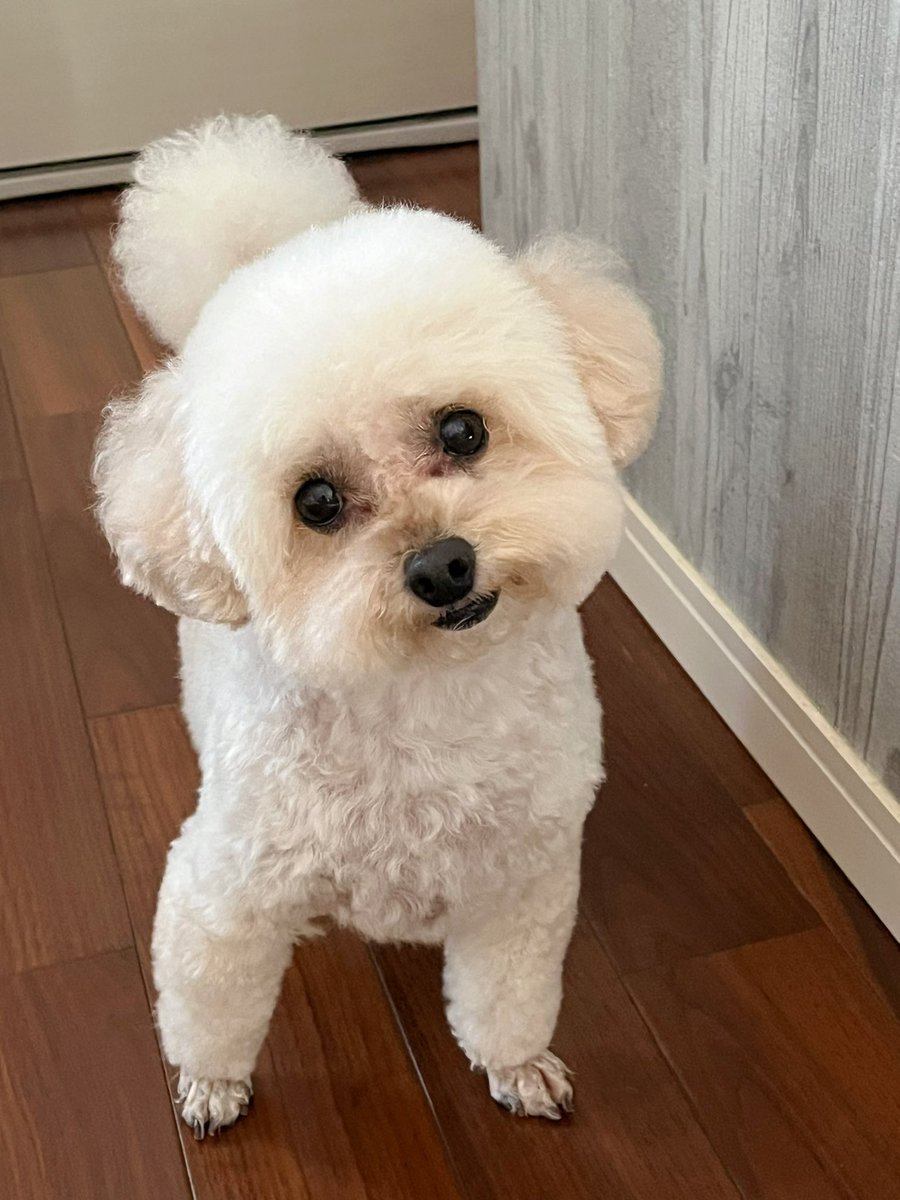 kaodekayun's tweet photo. なんか昼と夜で顔違くない？？
#トイプードル
#犬のいる暮らし https://t.co/PceAYQpjYI