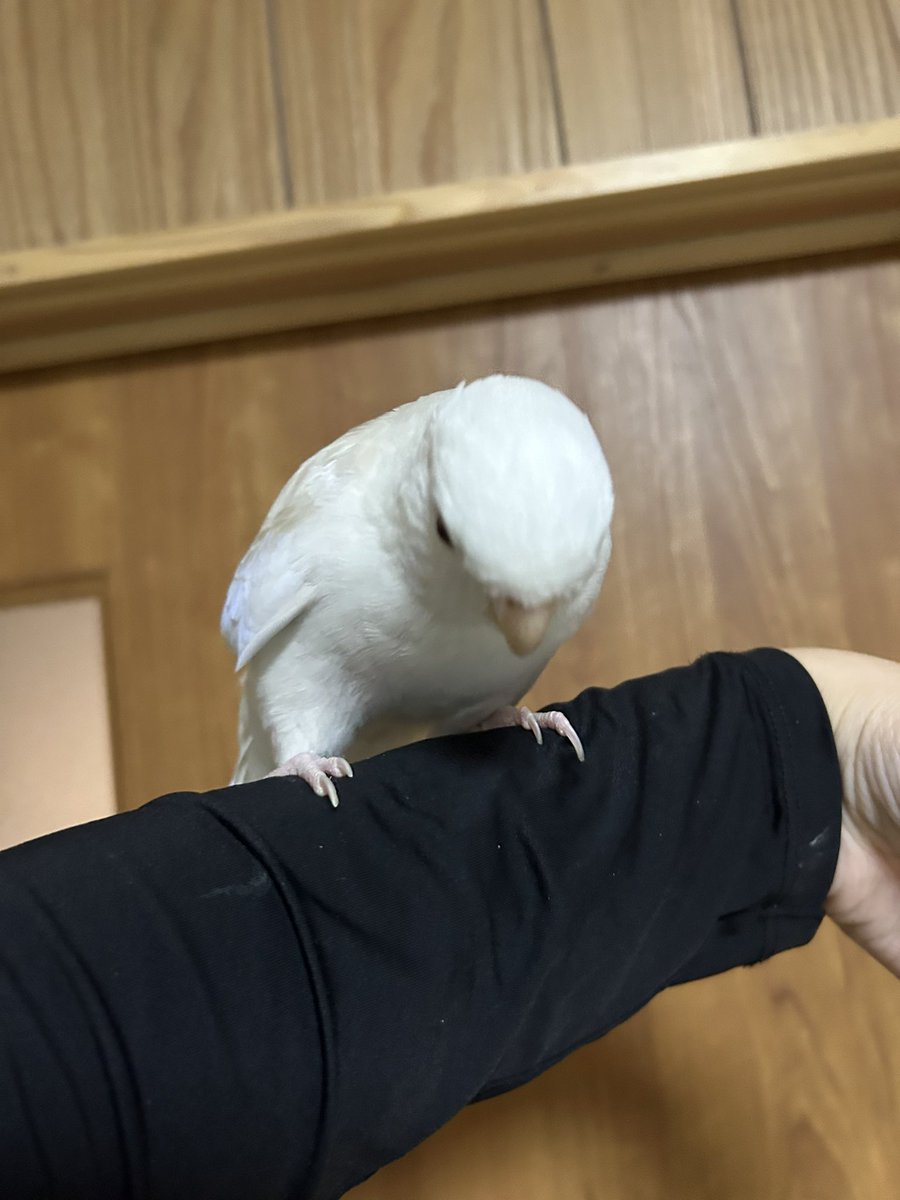 subaba_aaa's tweet photo. 鳩ではないです🕊️ https://t.co/dQ0T6wXyh0