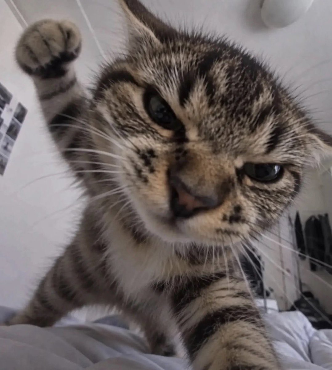 pinkcatbow's tweet photo. น้องเอสอย่าต่อยแม่ 👊🐱💢 https://t.co/Hen6LXSOPU