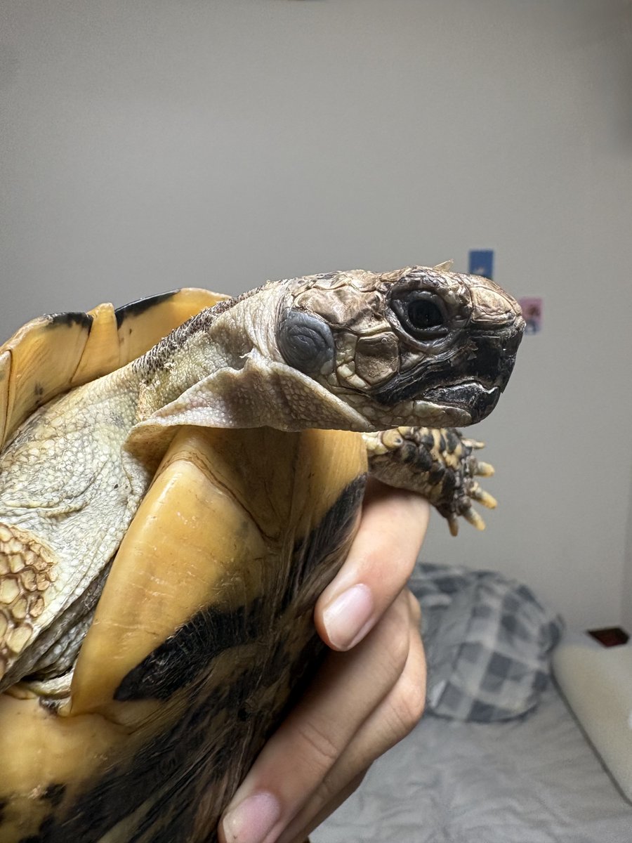 Desgidra's tweet photo. 写真じゃ分かりづらいんだけどずっと調子悪いキレナイカ♀1号、やっぱり右の鼓膜腫れてるよな…。病院行くか？ https://t.co/hZaIp98tbr