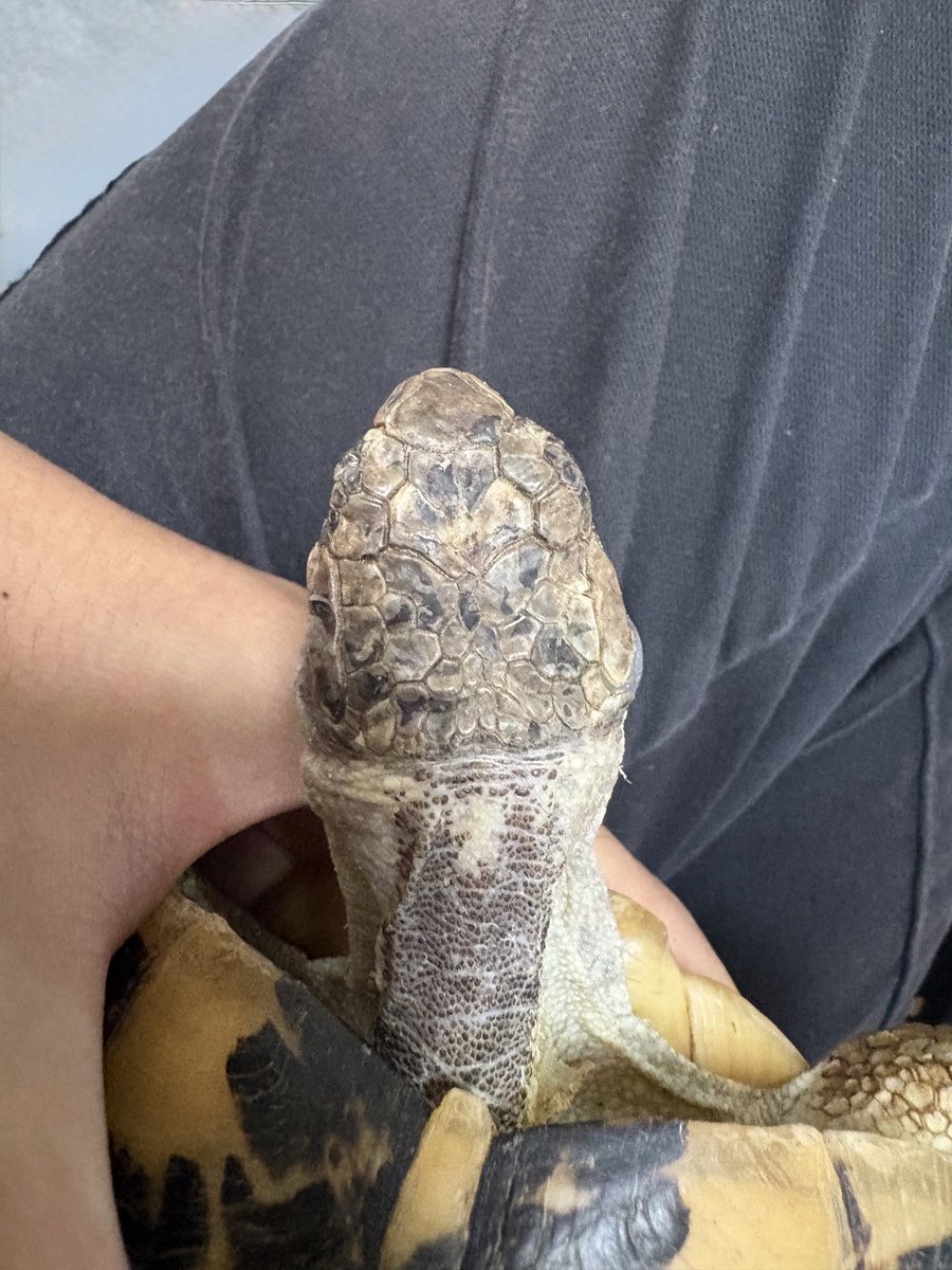 Desgidra's tweet photo. 写真じゃ分かりづらいんだけどずっと調子悪いキレナイカ♀1号、やっぱり右の鼓膜腫れてるよな…。病院行くか？ https://t.co/hZaIp98tbr