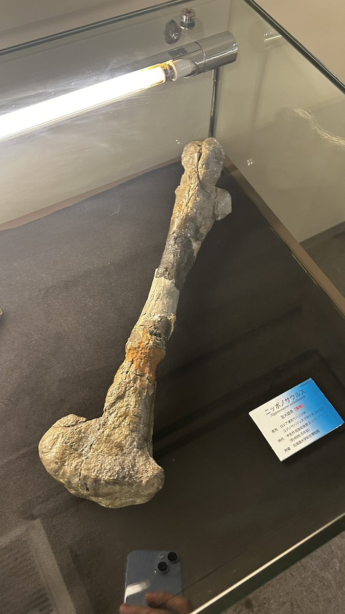 uta_raptor's tweet photo. ニッポノサウルスの実物化石も、ちょうど今開催中の特別展会場で展示されています！
https://t.co/WNx35Bio5w

#火曜日は化石の日 https://t.co/61uGpawKuo