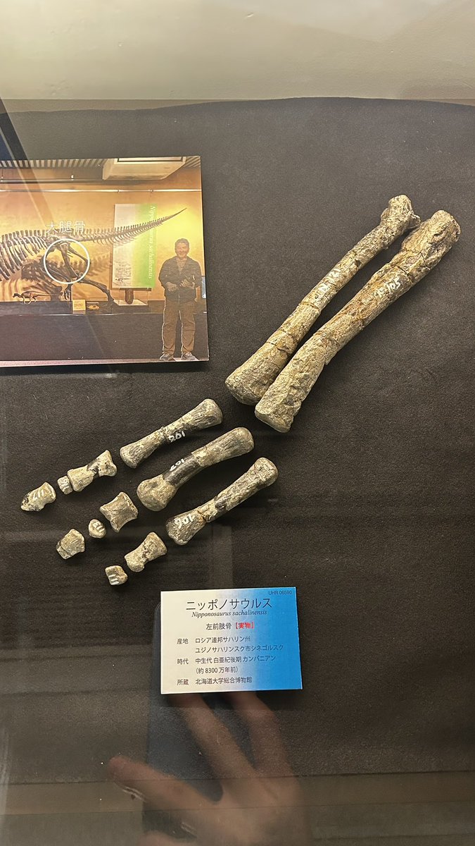 uta_raptor's tweet photo. ニッポノサウルスの実物化石も、ちょうど今開催中の特別展会場で展示されています！
https://t.co/WNx35Bio5w

#火曜日は化石の日 https://t.co/61uGpawKuo