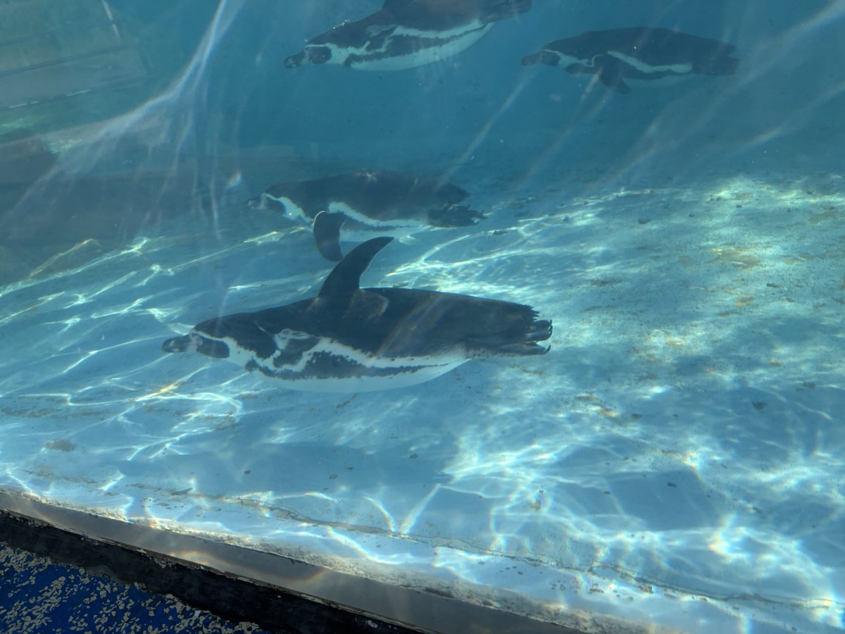 erwvlj's tweet photo. 今日は娘達と近くの動物園へ✨
散歩がてらいい運動になると思って行ったけど、めちゃくちゃ混んでてびっくり😳
普段はガラガラでお散歩にちょうどいいんだけど😅
連休だものね〜！ https://t.co/DaOB6EnE30