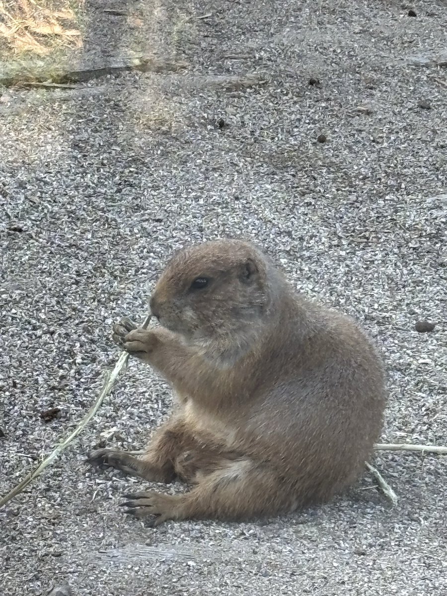 erwvlj's tweet photo. 今日は娘達と近くの動物園へ✨
散歩がてらいい運動になると思って行ったけど、めちゃくちゃ混んでてびっくり😳
普段はガラガラでお散歩にちょうどいいんだけど😅
連休だものね〜！ https://t.co/DaOB6EnE30