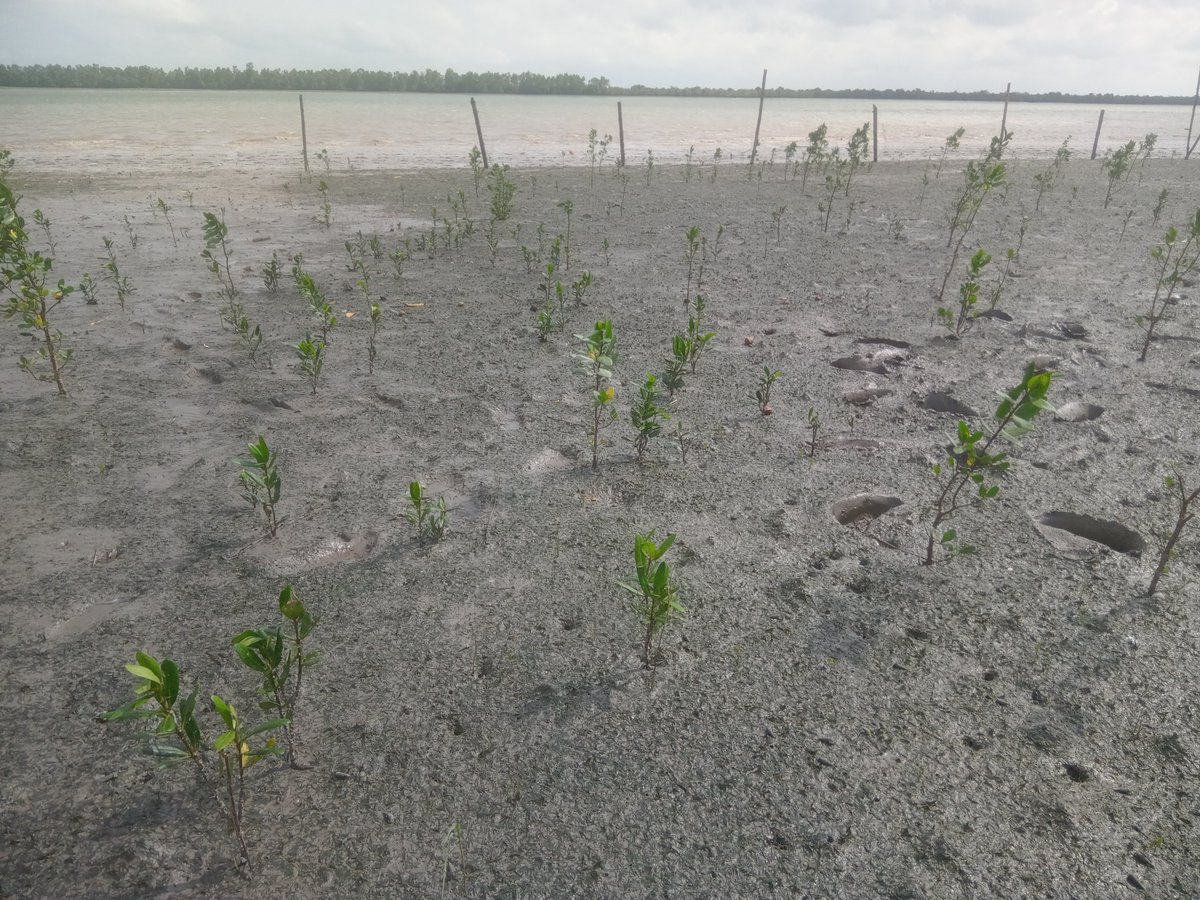SESDOBD's tweet photo. A year ago, this landscape was the beginning of a shared dream.
Today, young mangroves are growing through CBEMR and community effort.
One site. One community. One mangrove at a time.
#Mangroves4Life #CBEMR #MangroveRestoration #SESDO #Sundarbans https://t.co/ebg5VOd8c4